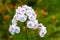 Phlox flower. Close-up of a white-pink phlox inflorescence. Flowers blooming in the garden. Floral wallpaper. Selective focus.