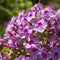 Phlox flower cluster