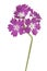 Phlox flower isolated