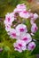 Phlox flower. Sunny summer day. Green background