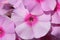 Phlox flowers