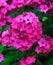 Phlox flowers in bloom. Pink phloxes