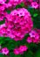 Phlox flowers in bloom. Pink phloxes
