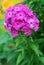 Phlox flowers in bloom. Pink phloxes