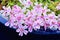 Phlox flowers, Paniculata