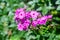 Phlox. Inflorescence of purple phlox. Garden flowers in the flowerbed. Plants in their natural environment. Wonderful natural