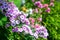 Phlox. Inflorescences of purple and pink phlox. Garden flowers in the flowerbed. Plants in their natural environment. Wonderful