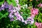 Phlox. Inflorescences of purple and pink phlox in the open air. Garden flowers in the flowerbed. Plants in their natural