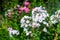 Phlox. Inflorescences of white phlox. Garden flowers in the flowerbed. Plants in their natural environment. Wonderful natural