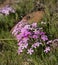 Phlox Longifolia