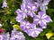 Phlox maculata Nataschia, wild sweet William