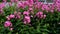 Phlox paniculata, Bubblegum variety, phlox with pink flowrs