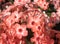 Phlox paniculata closeup image. Garden orange-pink phlox in bloom.