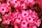 Phlox paniculata closeup image. Garden pink phlox in bloom.