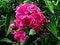 Phlox paniculata dark pink blossom. Close-up of favorite garden summer flower,