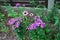 Phlox paniculata and Echinacea purpurea in flowerbed.