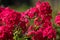 Phlox paniculata, fall phlox, garden phlox perennial phlox