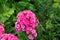 Phlox paniculata, garden phlox