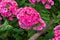 Phlox paniculata, garden phlox flower