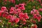 Phlox paniculata. Garden pink phlox in bloom.