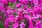 Phlox paniculata magenta pink flowers in the garden, closeup