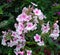 Phlox paniculata shrub white with pink core