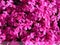 Phlox - Phlox douglasii, common name tufted phlox or Columbia phlox, closeup, dark pink cultivar on a stone wall