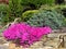 Phlox - Phlox douglasii, dark pink cultivar on a stone wall, beautiful garden in spring