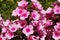 Phlox Phlox paniculata. One of the most intensely fragrant plants in the garden