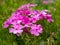 Phlox pilosa flowers close-up on green garden background