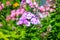 Phlox. Several inflorescences of purple phlox. Garden flowers in the flowerbed. Plants in their natural environment. Wonderful