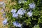 Phlox shrub, phlox, blossoms in  tender blue, mauve, in the garden