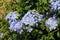 Phlox shrub, phlox, blossoms in  tender blue, mauve, in the garden