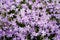 Phlox subulata blossoms