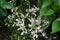 Phlox subulata `Candy Stripes` in the garden in May. Berlin, Germany