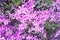 Phlox subulata creeping phlox, moss phlox, moss pink, or mountain phlox