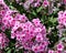 Phlox subulata the creeping phlox, moss phlox, moss pink or mountain phlox,