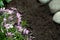 Phlox subulata creeping phlox, moss phlox, moss pink, or mountain phlox flowers background. small pink flowers