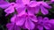 Phlox subulata - Mc Daniel`s Cushion