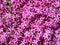 Phlox subulata, moss phlox or mountain phlox flowers background. Purple flowers for background, top view. Creeping phlox