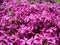 Phlox subulata, moss phlox or mountain phlox flowers background. Purple flowers for background, top view. Creeping phlox