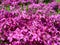 Phlox subulata, moss phlox or mountain phlox flowers background. Purple flowers for background, top view. Creeping phlox