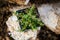 Phlox subulata or moss plox plant standing on rural stone wall
