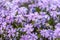 The Phlox Subulata is a perennial herbaceous plant, evergreen, ground covering a spring flowering
