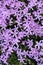 Phlox subulata : Purple Beauty. Violet Phlox subulata blossoms in garden close up texture, vertical image