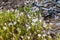 Phlox wildflowers blooming on the slopes of the Panamint mountain range, Death Valley National Park, California