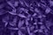 Phloxes leafs with raindrops, garden background. Ultra Violet creative color. Nature background.