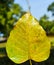 Pho leaf, Tree of Buddhism symbol. Thai national religion.