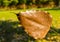 Pho leaf, tree of Buddhism symbol. Thai national religion.