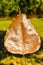 Pho leaf, tree of Buddhism symbol. Thai national religion.
